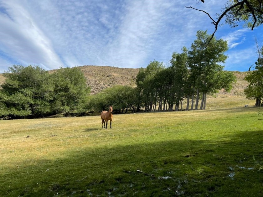 Campo 488