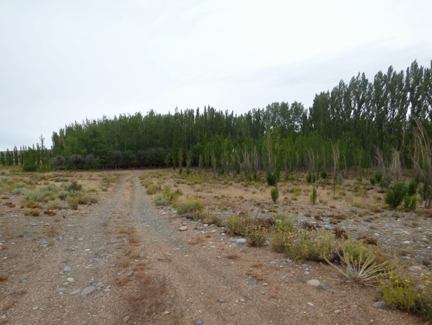 Campo 492