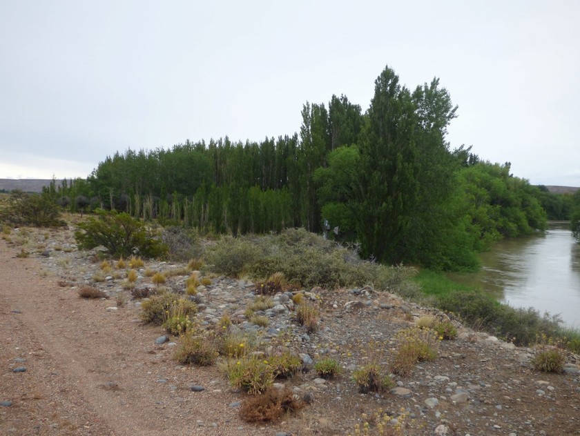 Campo 492