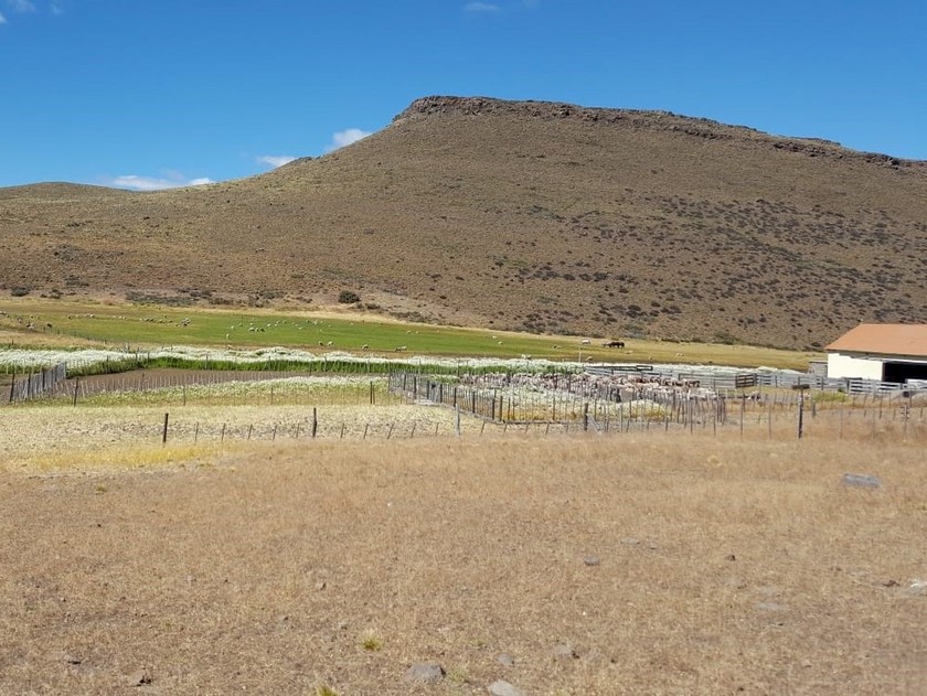 Campo 494