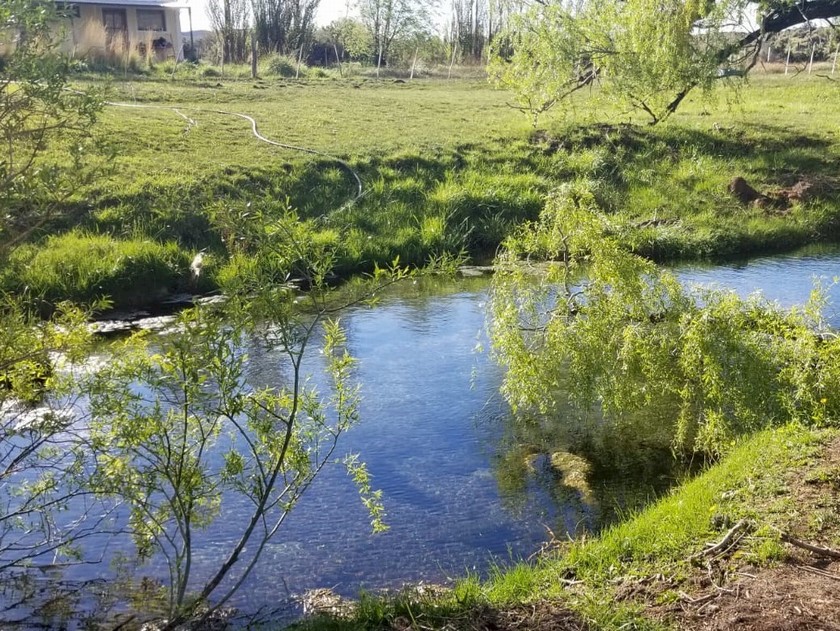 Campo 494