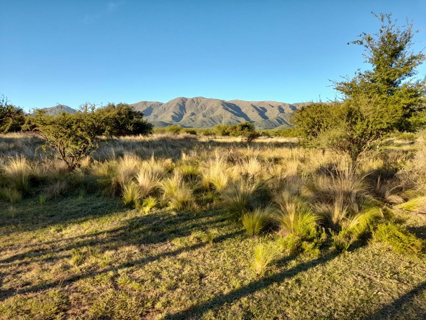 Campo 508