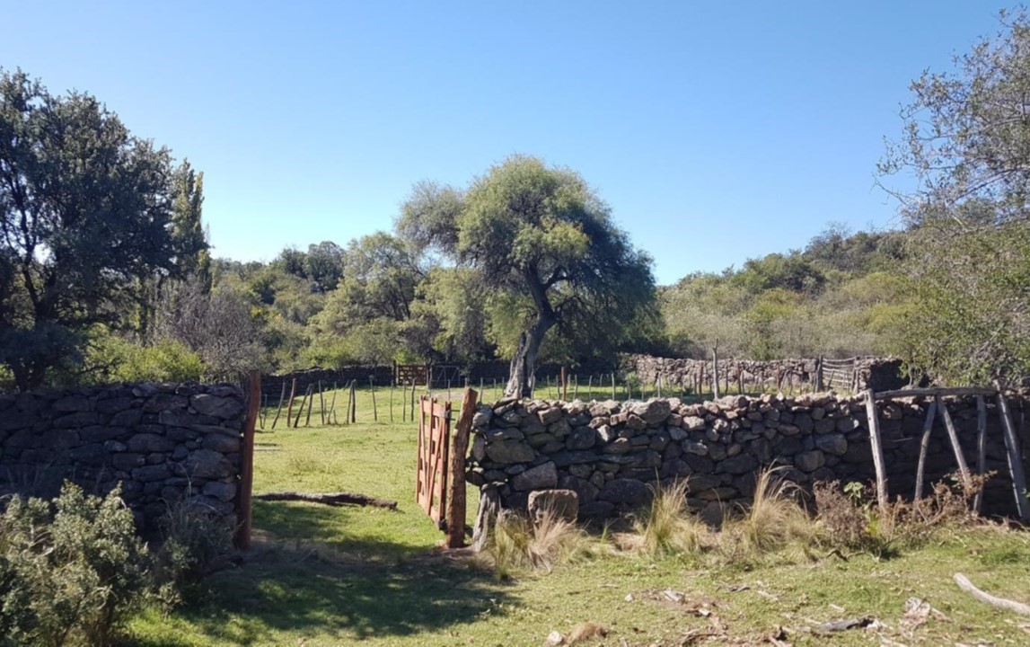Campo 511