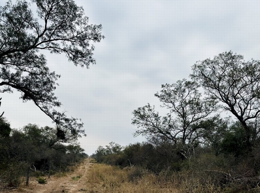Campo 518