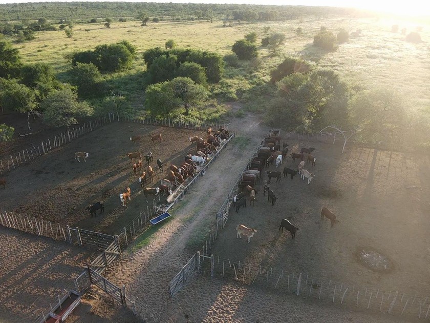 Campo 521