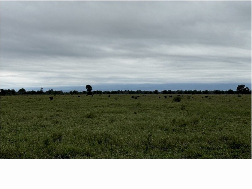 Campo 532