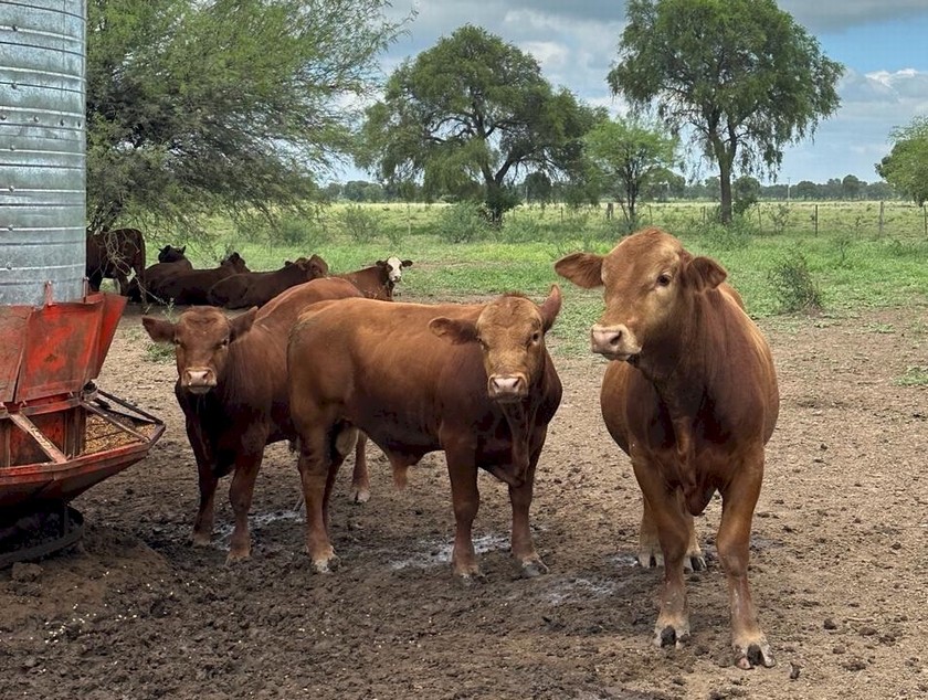 Campo 532