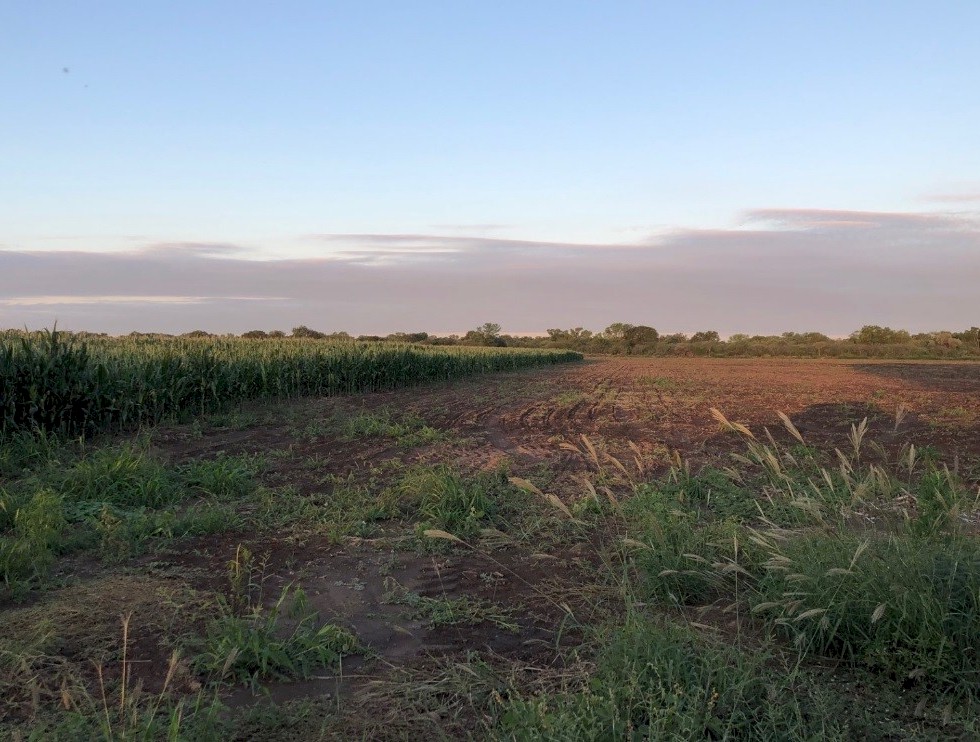 Campo 568