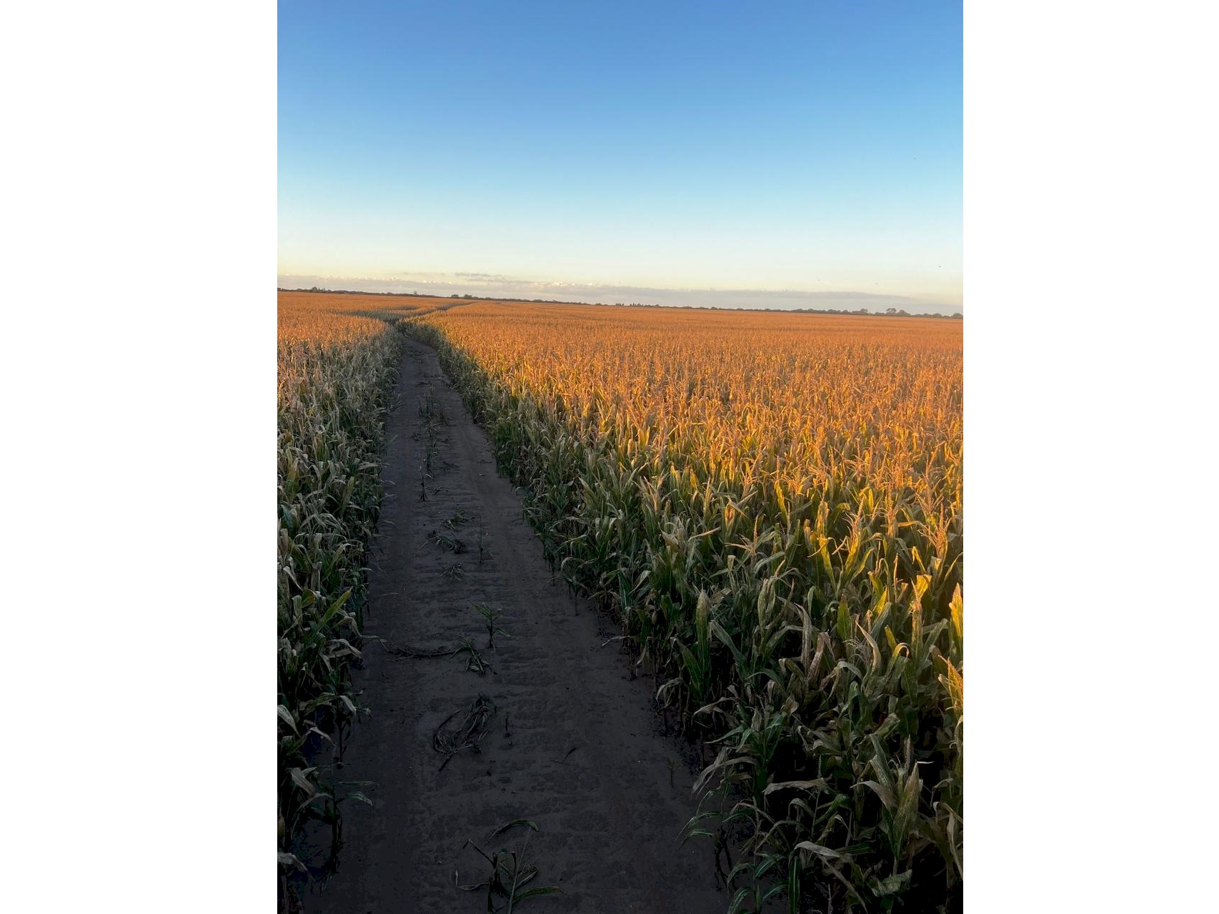 Campo 583