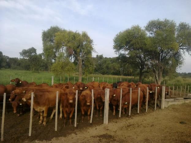 Campo 586