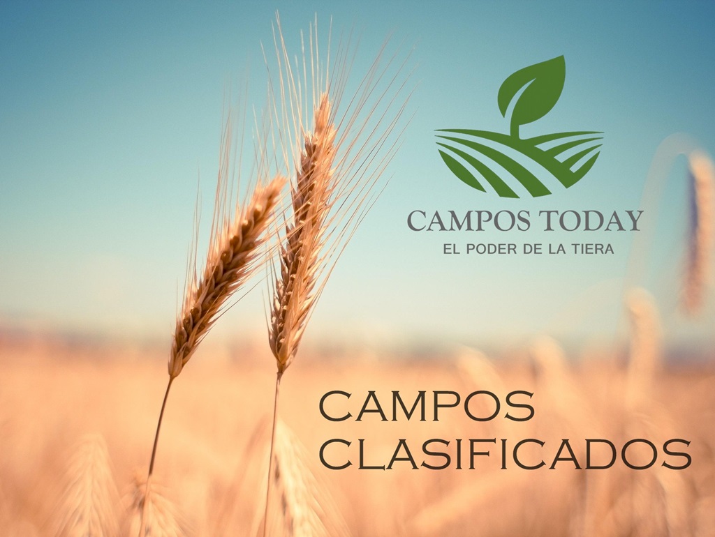 Campo 593