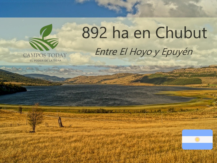 Campo 600