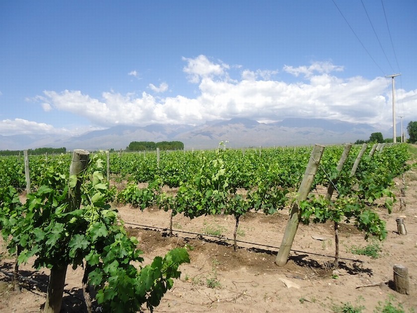 Campo 617