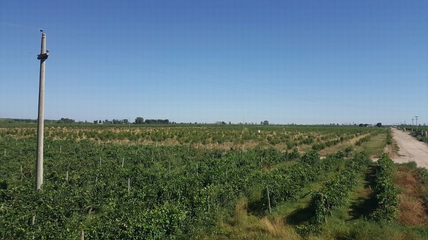 Campo 617