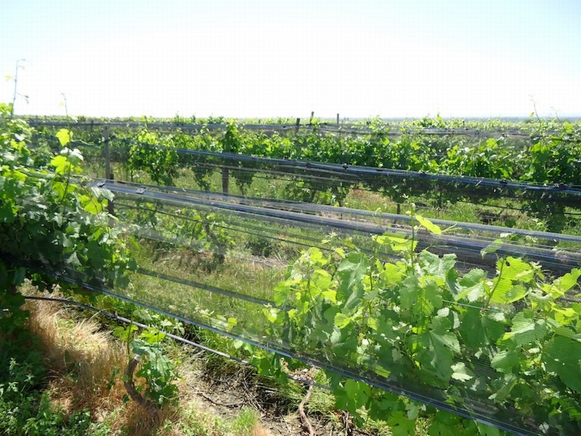 Campo 617