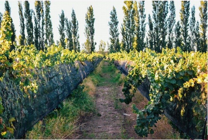 Campo 617