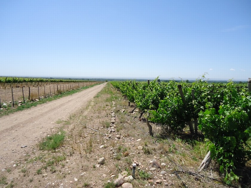 Campo 617