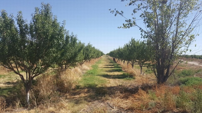 Campo 617