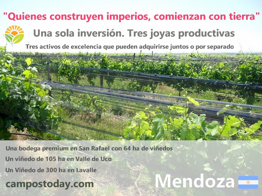 Campo 617