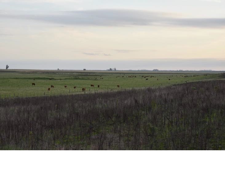 Campo 622