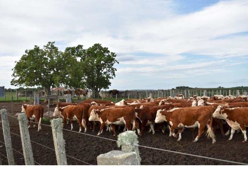 Campo 622