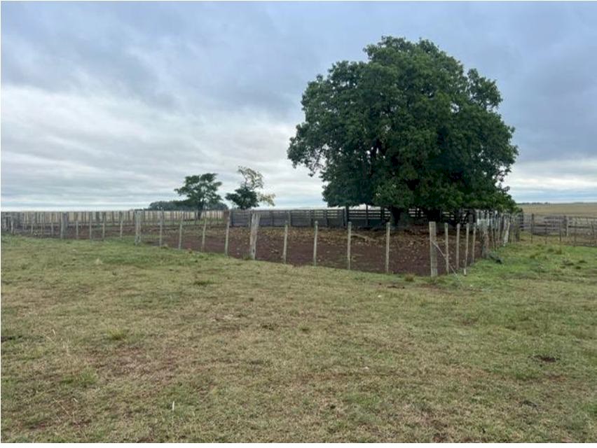 Campo 623
