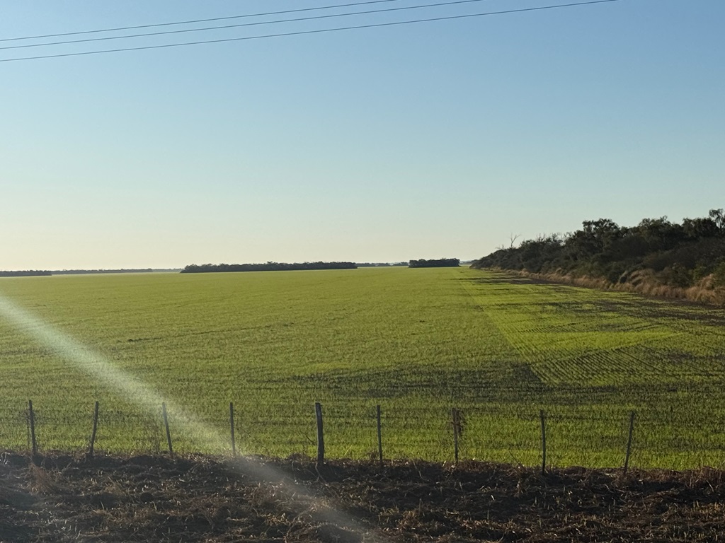 Campo 626