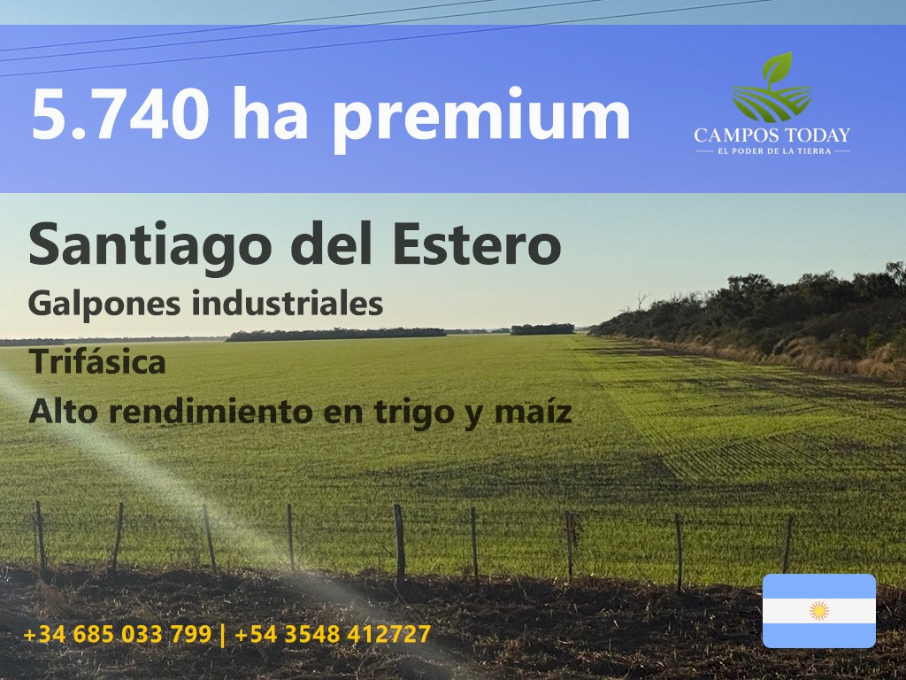 Campo 626