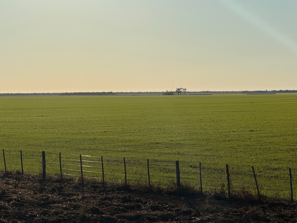 Campo 626