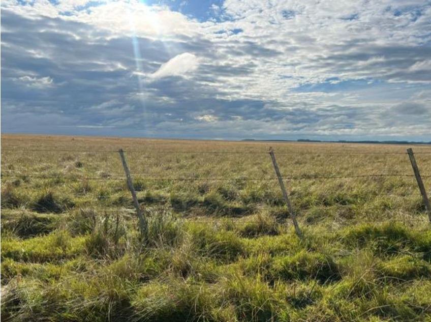 Campo 633