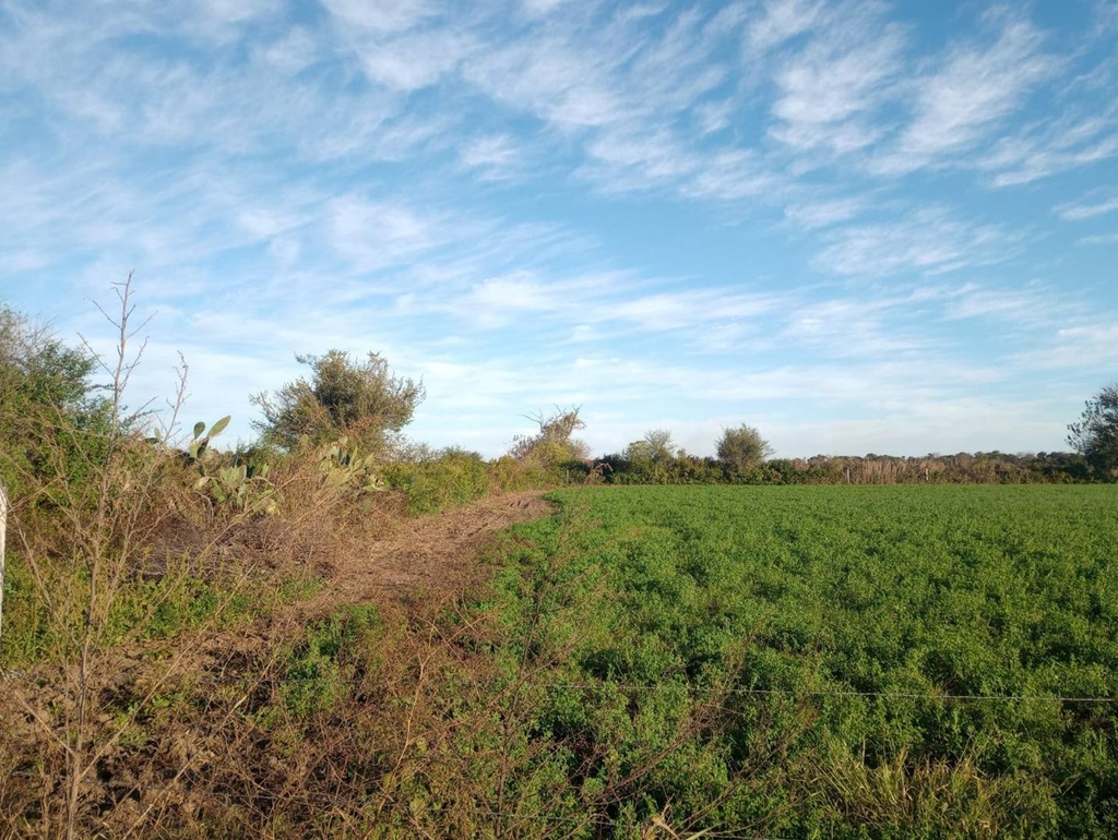 Campo 636