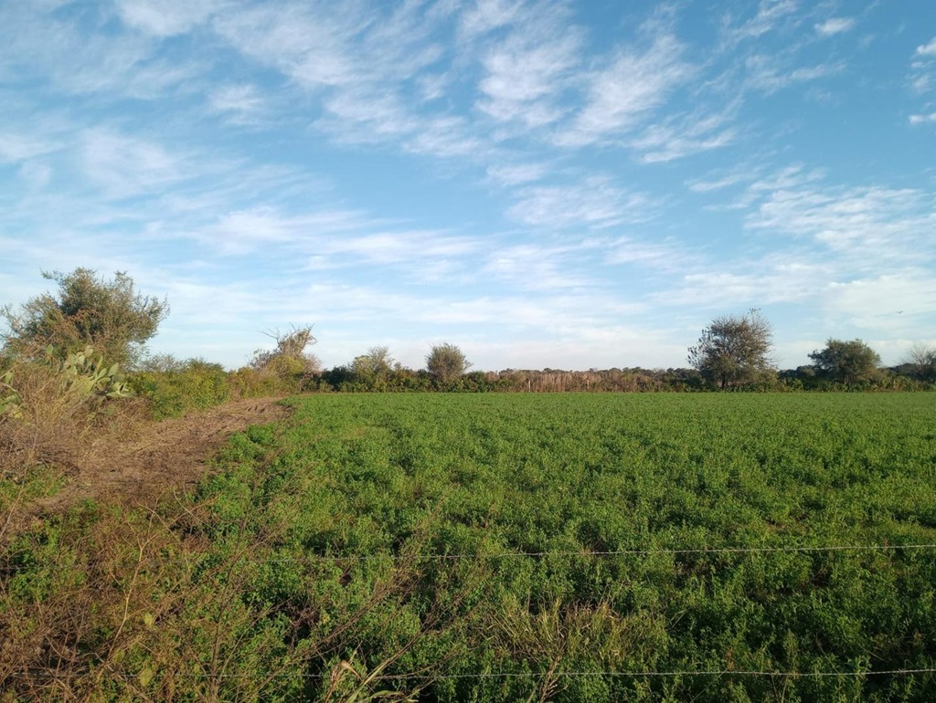 Campo 636